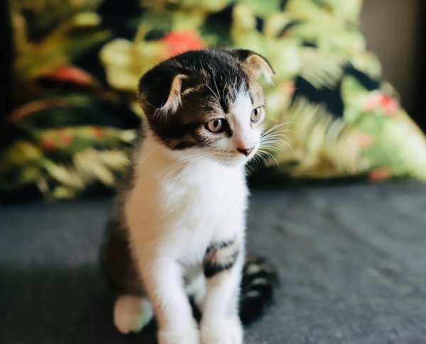 Quels sont les mythes courants sur les chiens que je devrais connaître ?