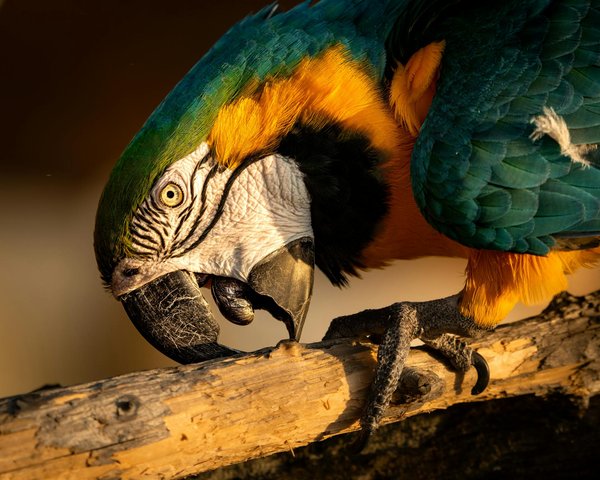 Quels sont les défis de la réintroduction des espèces sauvages dans leur habitat d'origine?